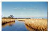 Meadow Dyke © Fred  Collins