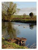 Two swans a-swimming  Copyright Ian Paterson and licensed for reuse  under this Creative Commons Licence