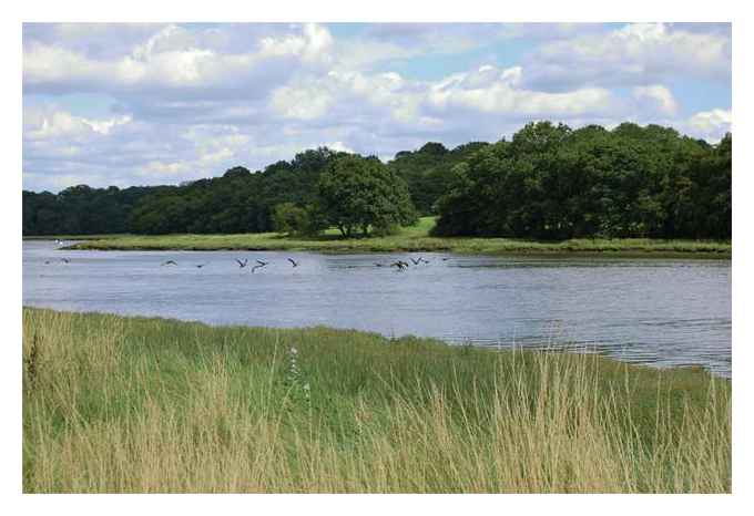 Birds Flyong over River Hamble © Rob Young