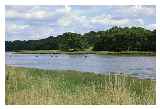 Birds Flyong over River Hamble © Rob Young