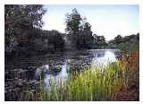 The nature reserve on the line of the old canal at Ty-Gwyn - © Pete at www.montgomerycanal.me.uk