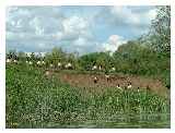 Canadian Geese 