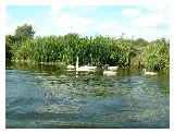 Swans 