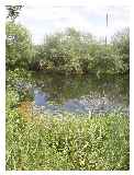 River Bank at Great Barford © blibbleblobble