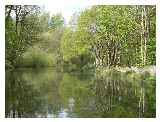 The canal passes through birch woodland