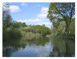 The canal passes through natural woodland
