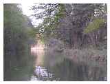 ...and more woodland