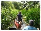 The reeds can be thick