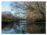 Tree blockage near Cottingwith Lock 