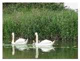 Swans refusing to smile for the camera