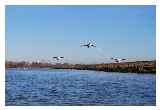 Swans