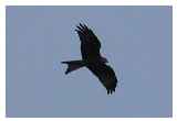 Red Kites were reintroduced recently in Northamptonshire and for a good half hour I had three circling above me
