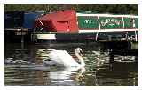Swan at Higher Poynton moorings.