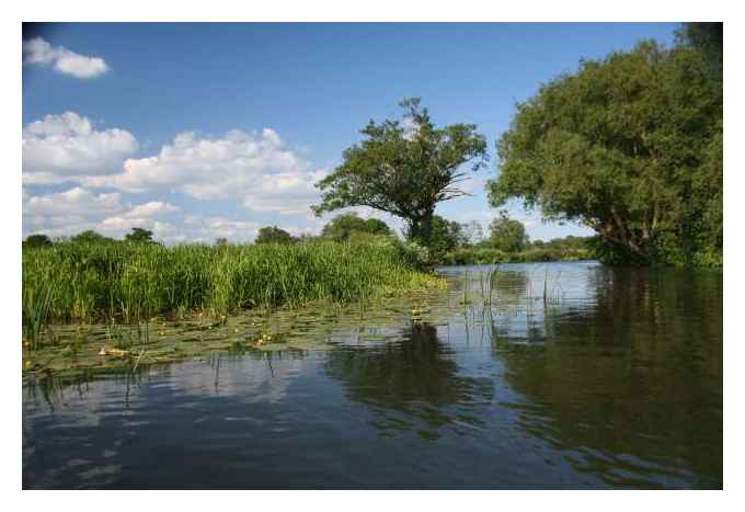 The River Wey near Old Woking