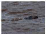 Seal in the River Exe